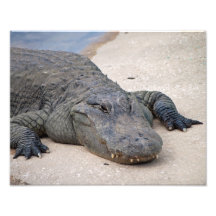 Sunning 11 x 14 photograph