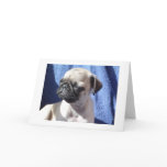 sunning pugs greeting cards