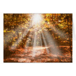 Sunny Autumn Vermont Woods - blank notecards
