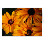 Sunny Black-Eyed Susan Card