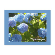 Sunny Blue Hydrangea Postcard