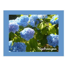 Sunny Blue Hydrangea Postcard