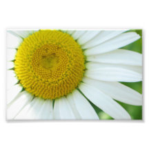 Sunny Centre Yellow and White Daisy Photograph