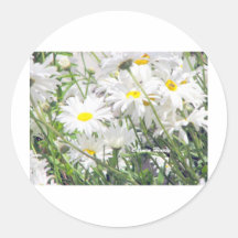 Sunny Daisies Round Stickers