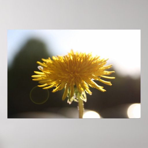 Sunny Dandelion Poster