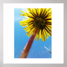 Sunny Dandelion Print