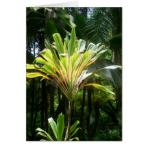 Sunny Day in the Jungle Cards