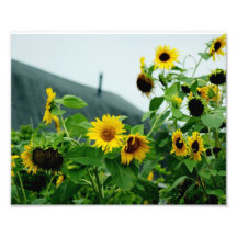 Sunny Daze 10x8 Photograph