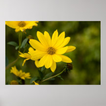 Sunny encounter poster