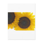 Sunny Flower Kinda Day Postcard