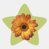 Sunny Orange gerbera flower bloom stickers