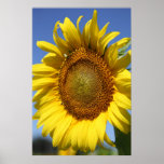 Sunny Posters