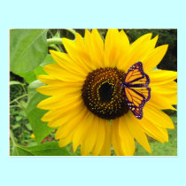 Sunny Summer Postcard postcards