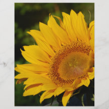 Sunny sunflower and meaning flyers