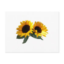 Sunny Sunflowers Postcard