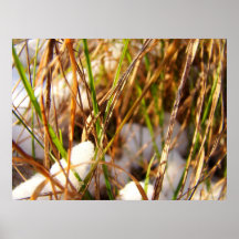 Sunny winter posters