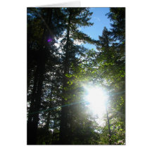 Sunny Woods Greeting Card