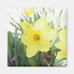 Sunny Yellow Daffodil Fridge Magnets