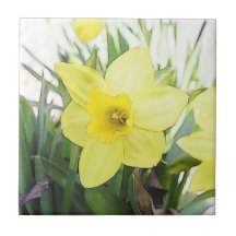 Sunny Yellow Daffodil Tiles