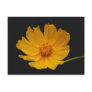 Sunny yellow flower and its meaning post card