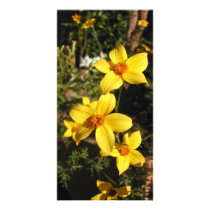 Sunny Yellow Flowers. Bidens. Personalized Photo Card