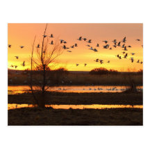 sunrise and Geese Post Card