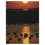 Sunrise at Blackwater National Wildlife Refuge Full Color Flyer