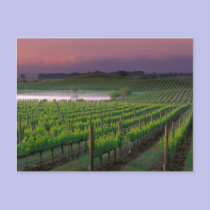 Sunrise colour in the distant fog behind postcards