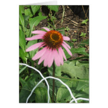 Sunrise Coneflower Greeting Cards