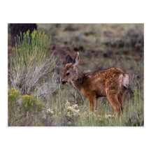 Sunrise Grazing Post Cards