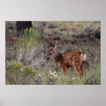 Sunrise Grazing Print