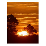 Sunrise In Louisiana Postcard