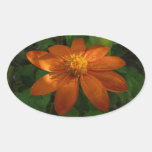 Sunrise on Mexican Sunflower Sticker