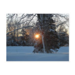 Sunrise Through Branches Postcard