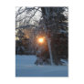 Sunrise Through Branches Postcard