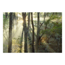 Sunrise through oak and hickory forest,