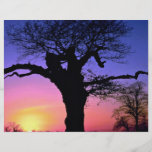 Sunset and tree, Richmond Park, London, England Full Colour Flyer