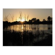 Sunset at the Pond Postcard