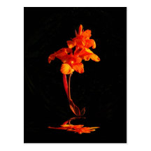 Sunset Canna ~ postcard