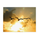 SUNSET FLIGHT POSTCARD