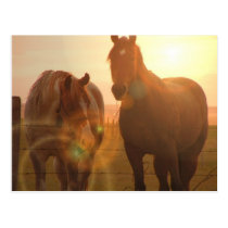 Sunset Horses  Postcard postcards