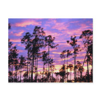 Sunset in Everglades National Park, Florida, U.S.A Post Card