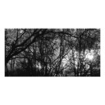 Sunset in Forest Photo Card photo cards