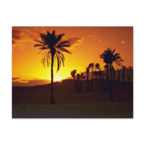 Sunset in the desert, The Sahara, Tunisia Desert Post Cards