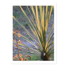sunset light on a plant postcards