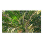 Sunset Lit Palm Fronds Photo Print