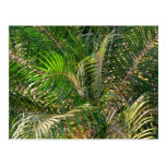 Sunset Lit Palm Fronds Postcard