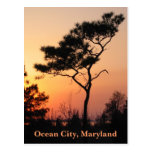 Sunset Ocean City Postcard