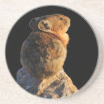 sunset pika coaster