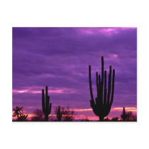 Sunset, Scottsdale, Arizona Postcards